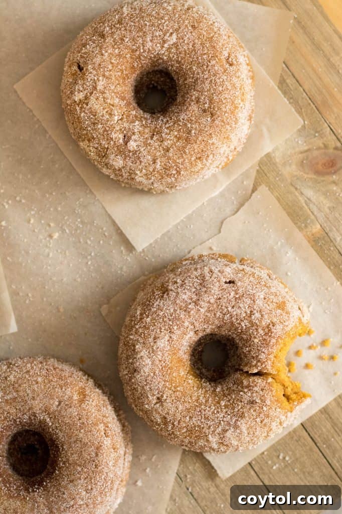 An overhead shot of fresh small batch pumpkin donuts, some plain, some coated in cinnamon sugar.