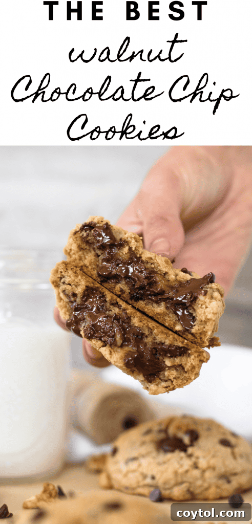 Decadent Chocolate Walnut Slice and Bake Cookies 6 Walnut chocolate chip cookies