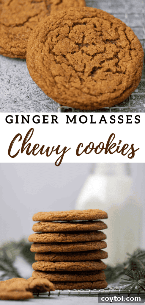 Batch of baked ginger molasses cookies cooling