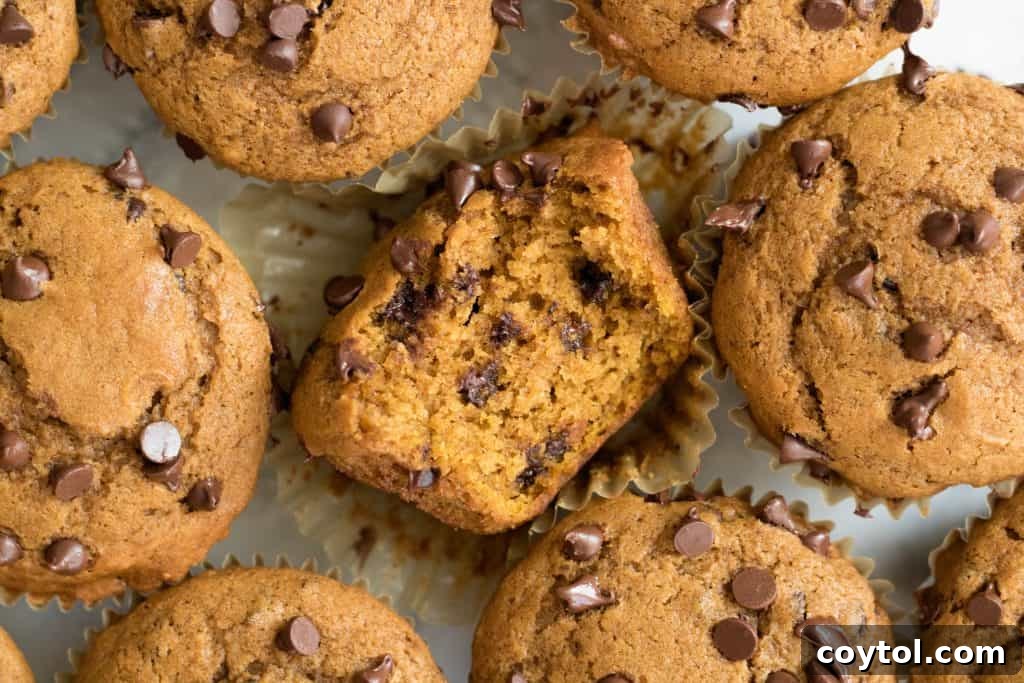 Overhead shot of freshly baked pumpkin chocolate chip muffins on a cooling rack, with one muffin partially eaten.