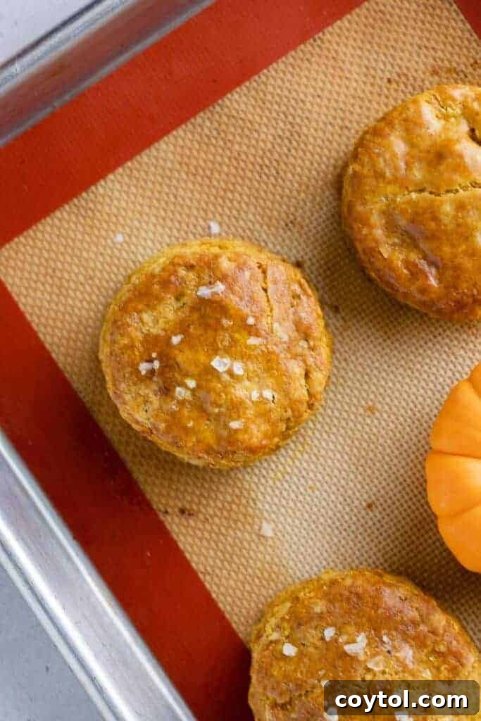 Baked pumpkin biscuits fresh from the oven