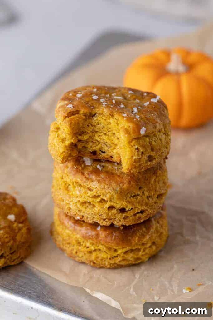 Small batch pumpkin biscuits ready to be served
