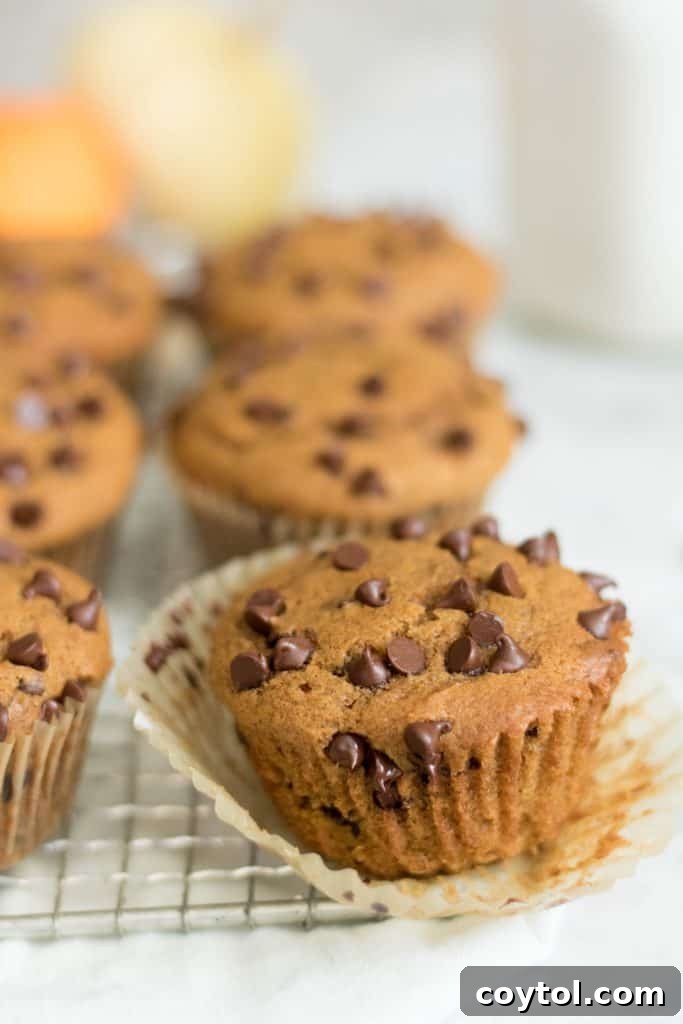 35 Irresistible Thanksgiving Desserts 36 Chocolate chip pumpkin muffins