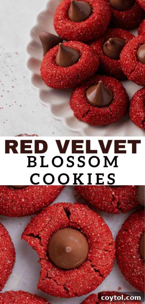 Delicious red velvet blossoms ready for gifting