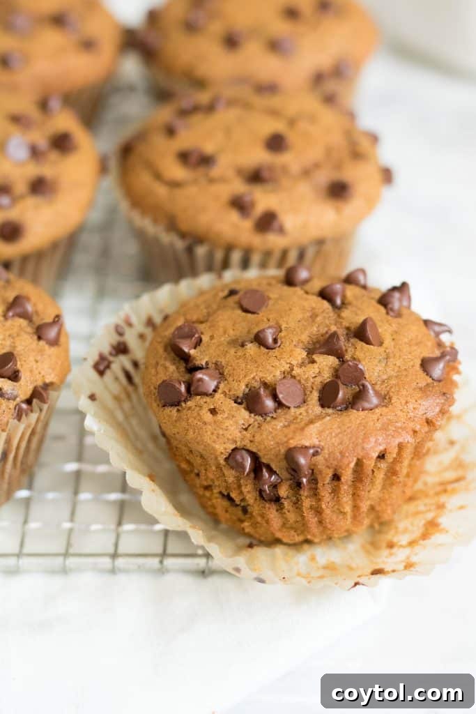 Chocolate Chip pumpkin muffins