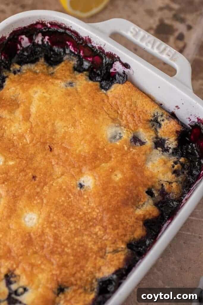 Indulge in Homemade Blueberry Cobbler Perfection 8 A freshly baked blueberry cobbler, golden and bubbling, in a rectangular baking dish.