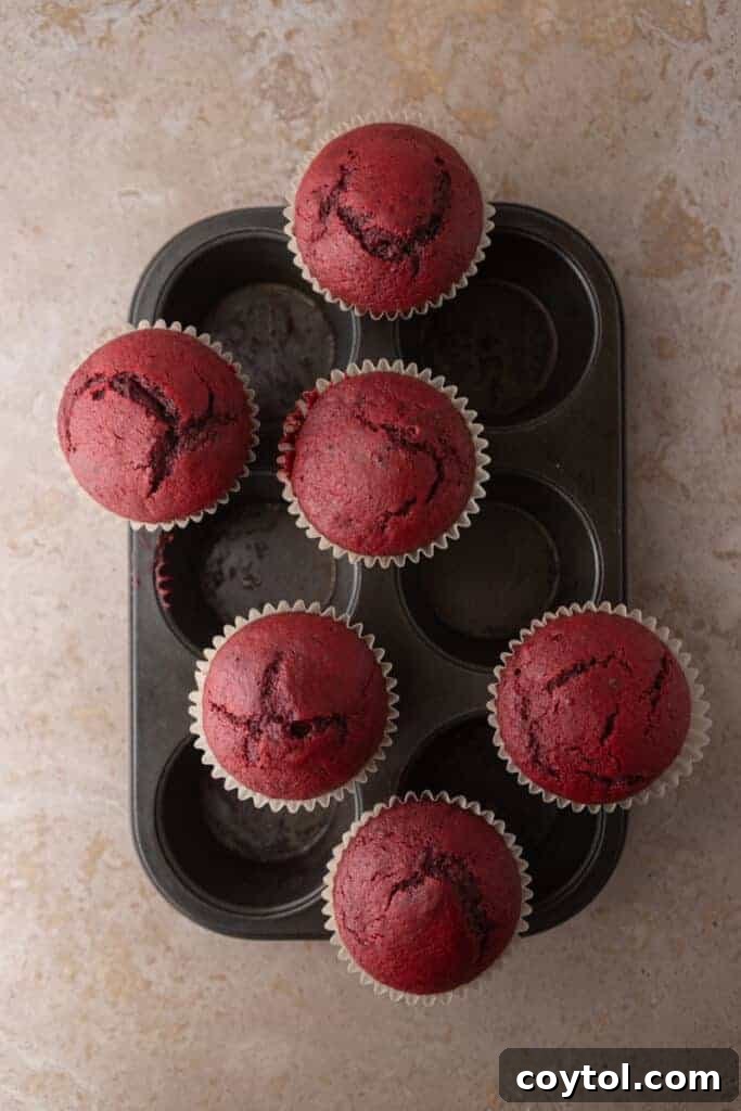 Freshly baked red velvet cupcake bases cooling on top of the muffin pan, perfectly risen.