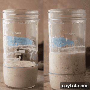 Sourdough starter recipe image