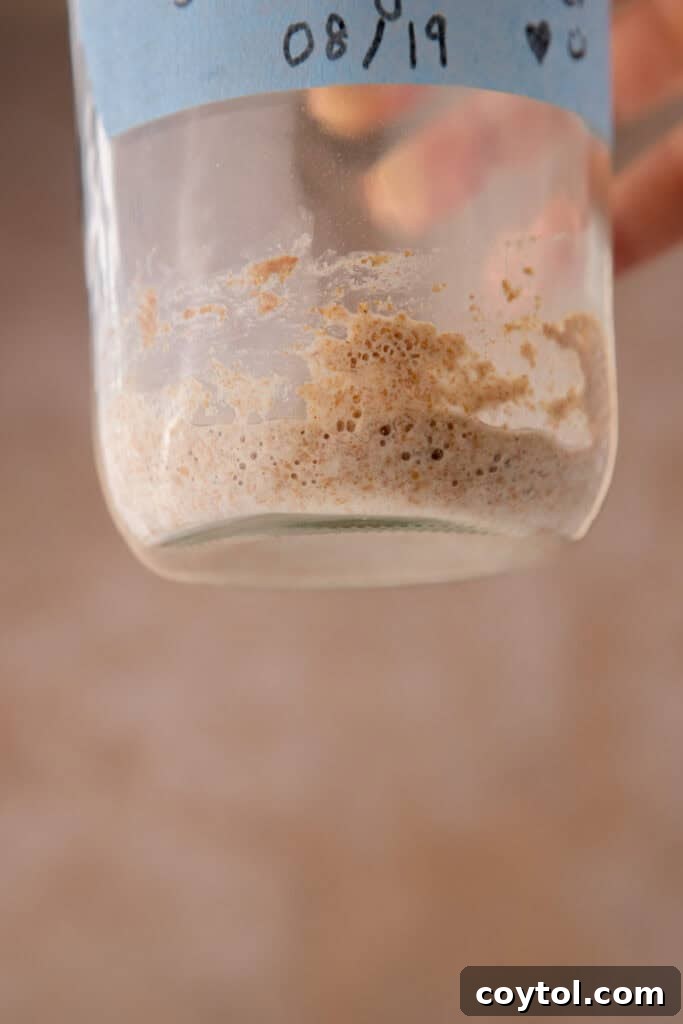 Sourdough starter with visible bubbles, indicating activity