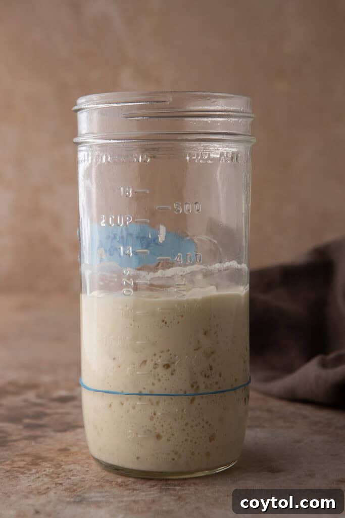 A perfectly risen, active sourdough starter, ready for baking