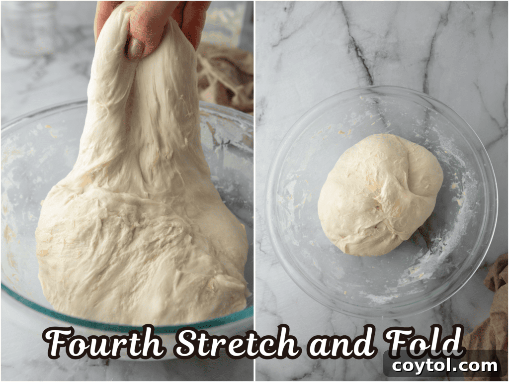 A final stretch and fold of the sourdough dough, showing its developed elasticity and smooth texture after butter incorporation.