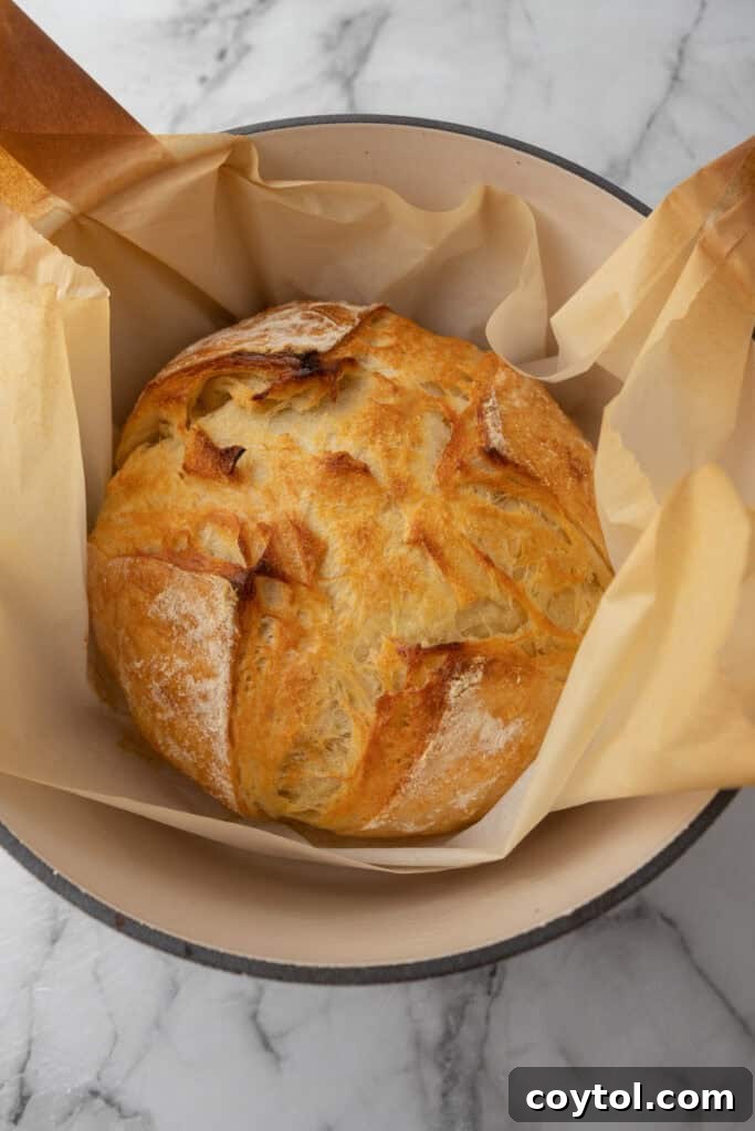 The fully baked Croissant Sourdough Bread, golden brown and puffed, cooling within a Dutch oven after baking.