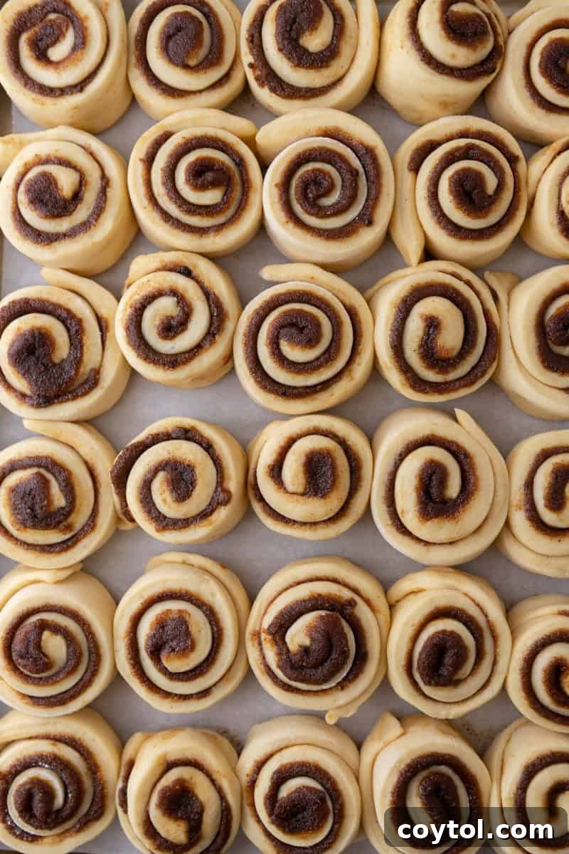 The unbaked mini cinnamon rolls are neatly arranged in rows on a parchment-lined sheet pan, showing their tight cinnamon swirls before the final proof.